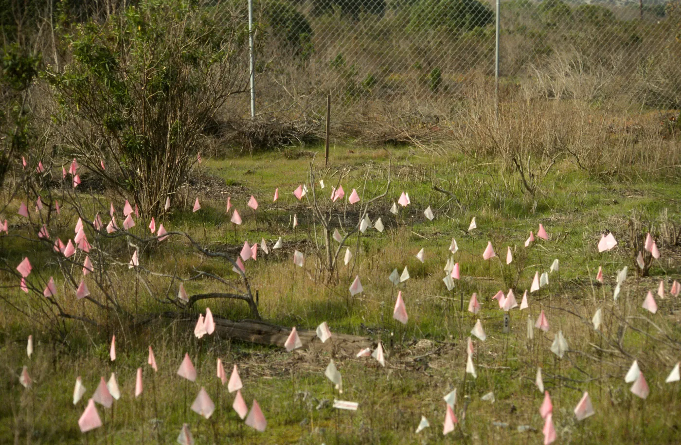 Ventura marsh milkvetch population, Astragalus pycnostachyus var. lanosissimus, Oxnard population, SBBG conservation, CPC plant
