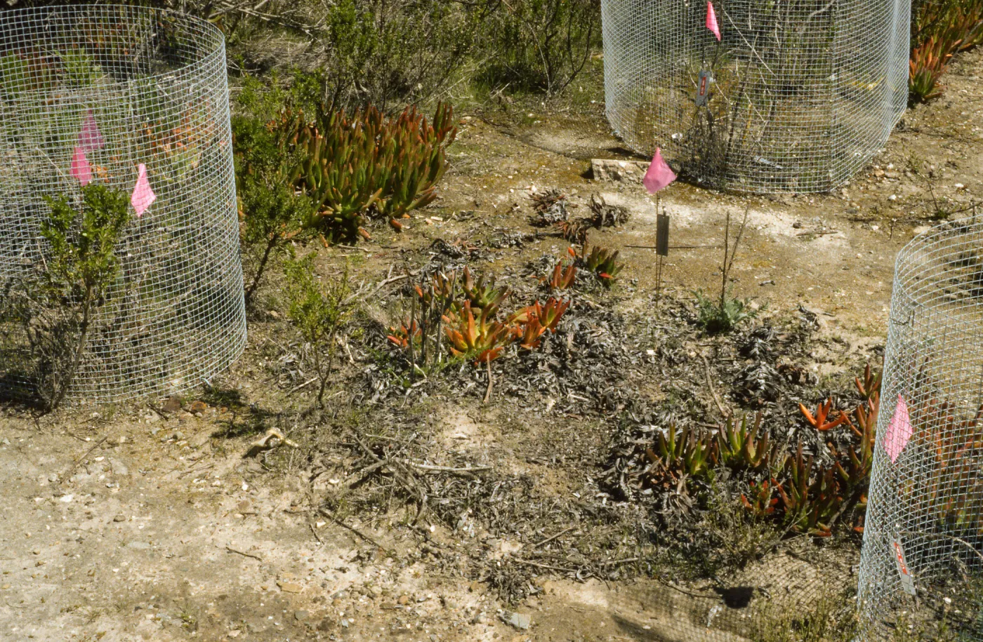 Ventura marsh milkvetch population, Astragalus pycnostachyus var. lanosissimus, Oxnard population, SBBG conservation, CPC plant