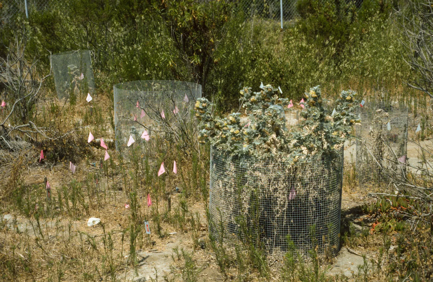 Ventura marsh milkvetch population, Astragalus pycnostachyus var. lanosissimus, Oxnard population, SBBG conservation, CPC plant