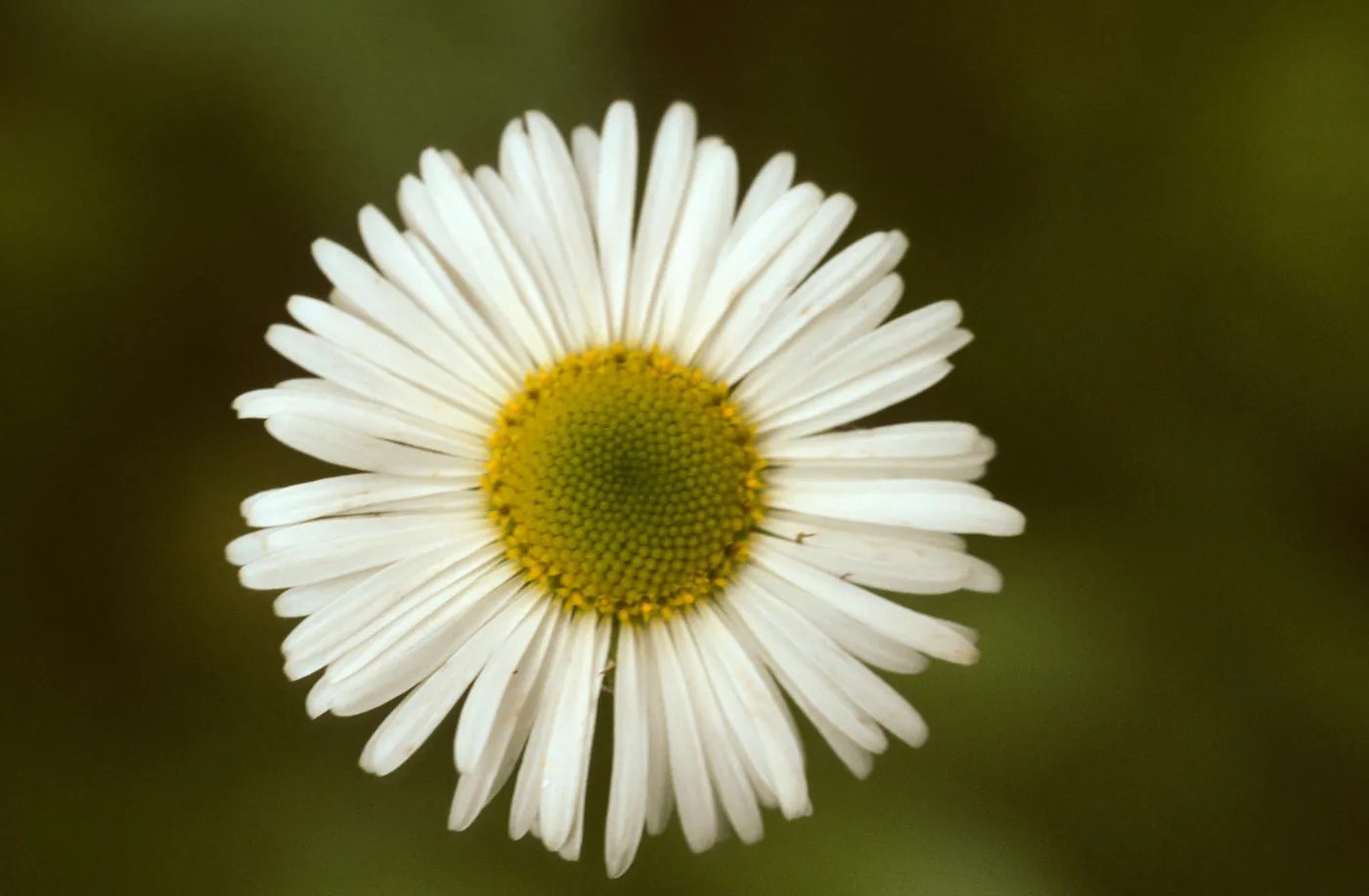 Erigeron coulteri