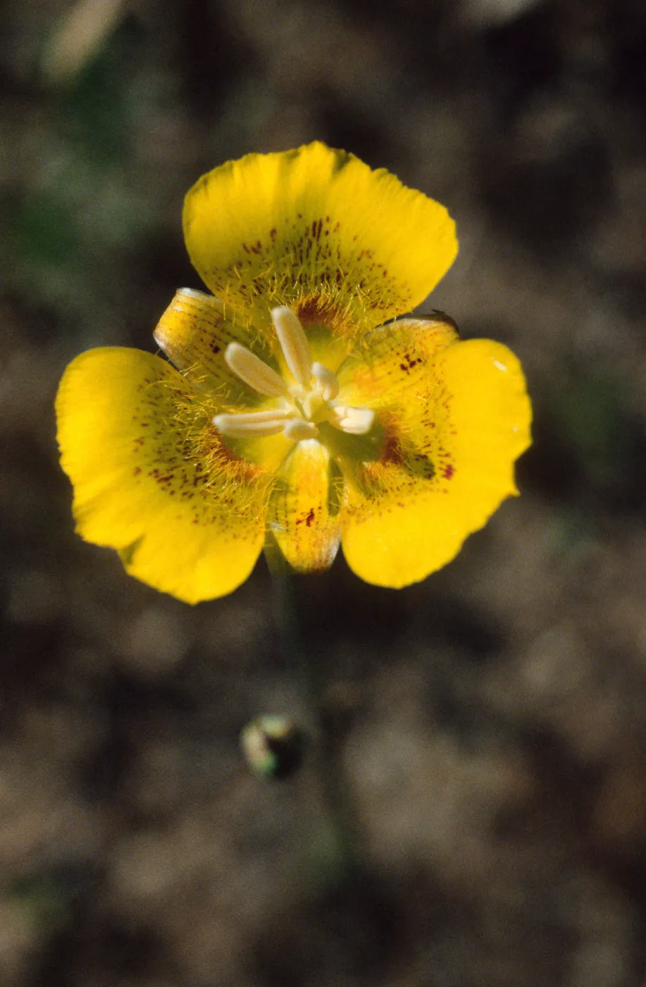 Calochortus luteus