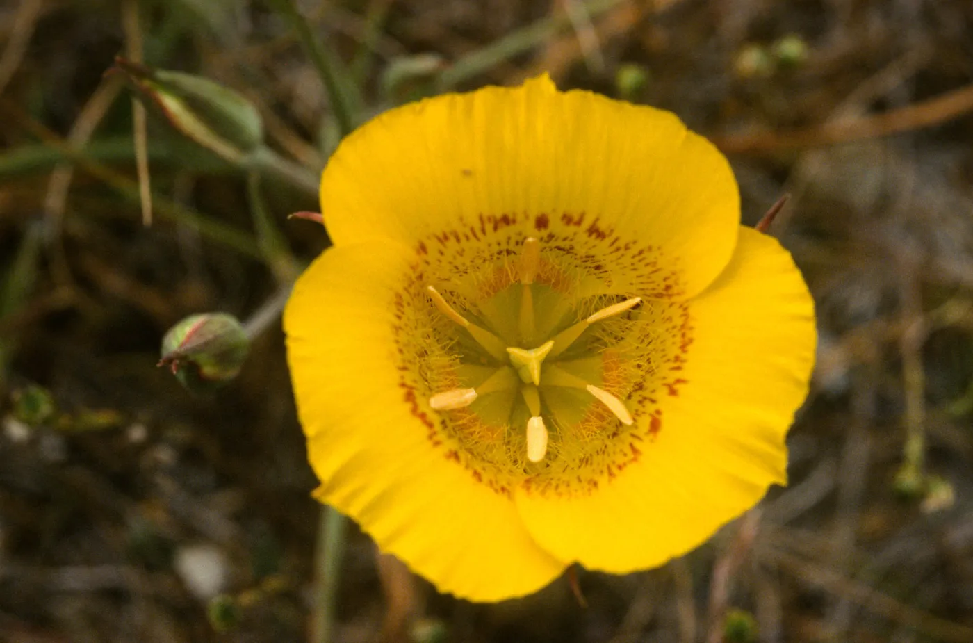 Calochortus clavatus recurvifolius
