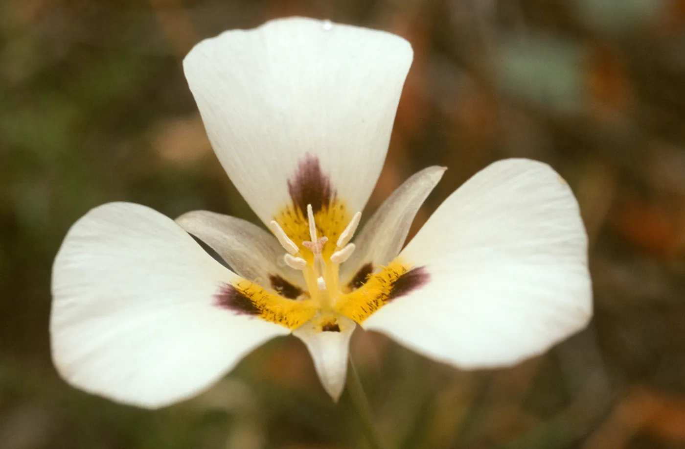 Calochortus leichtlinii