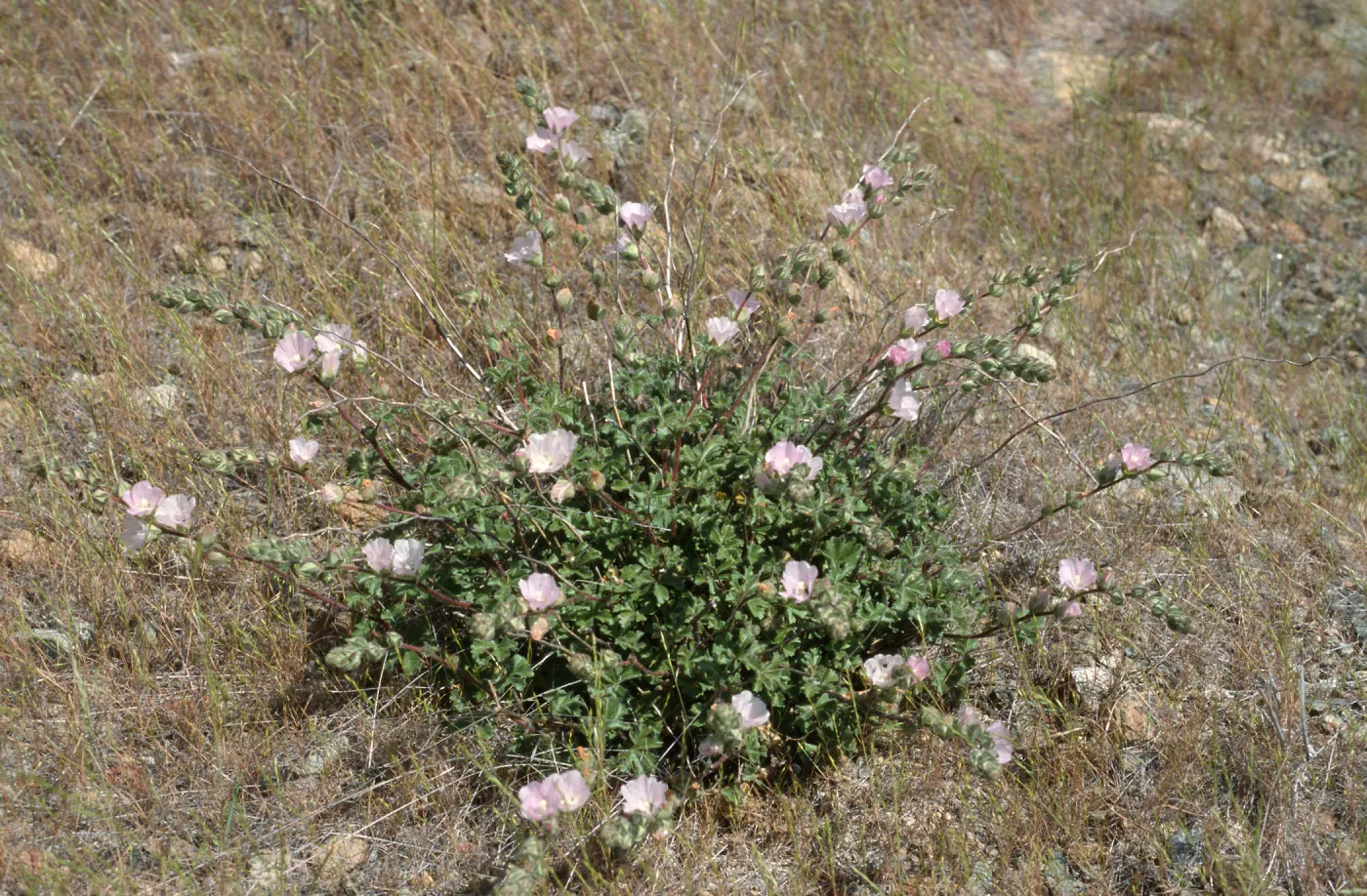 Sidalcea hickmanii anomala