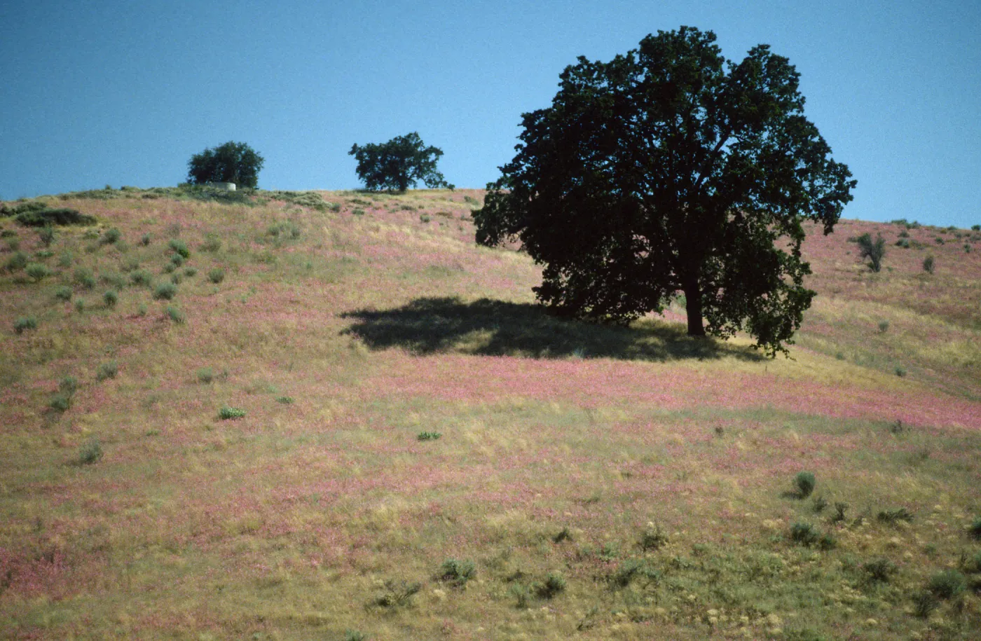 Clarkia blooming on open slope surrounding oak woodland