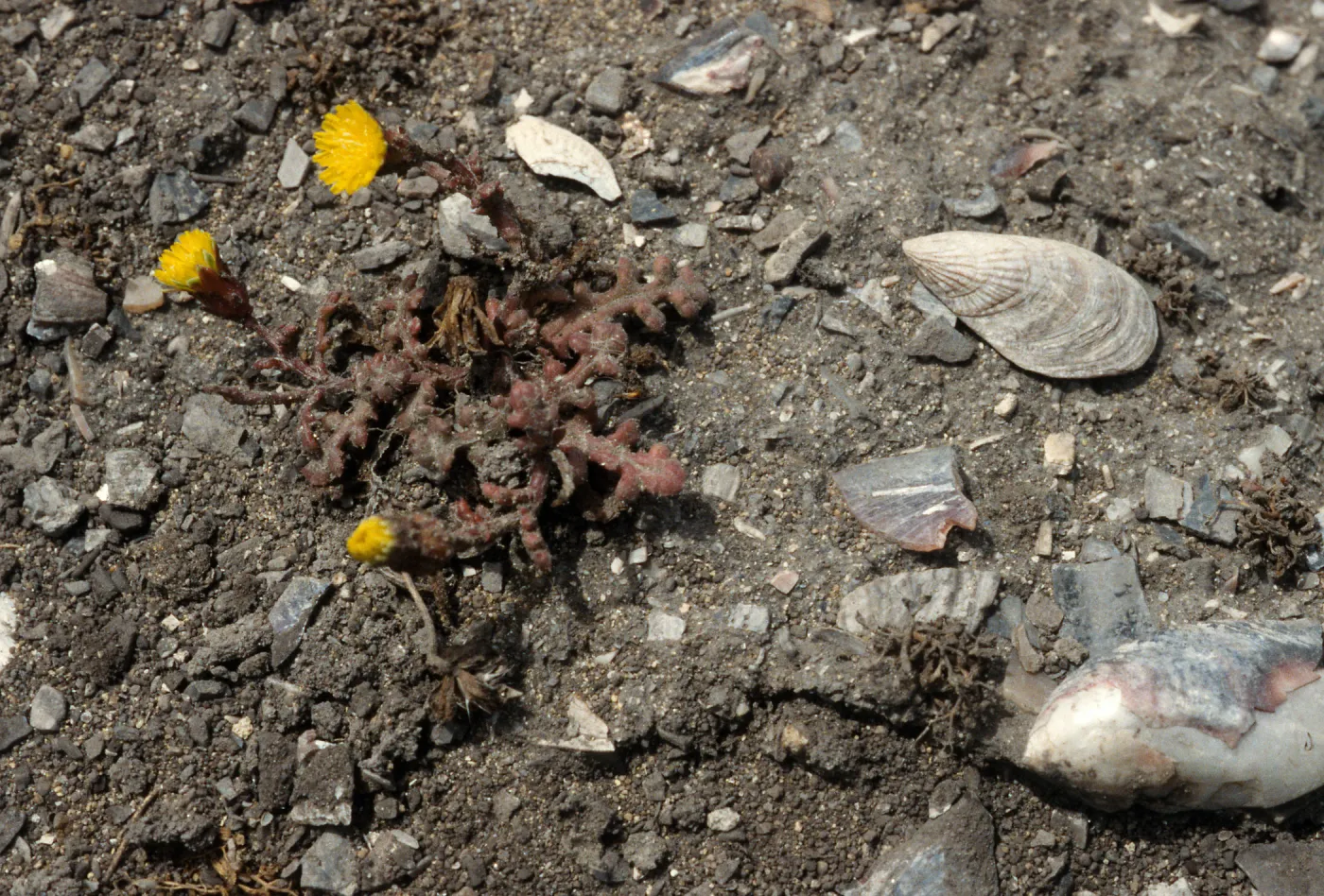 Malacothrix indecora