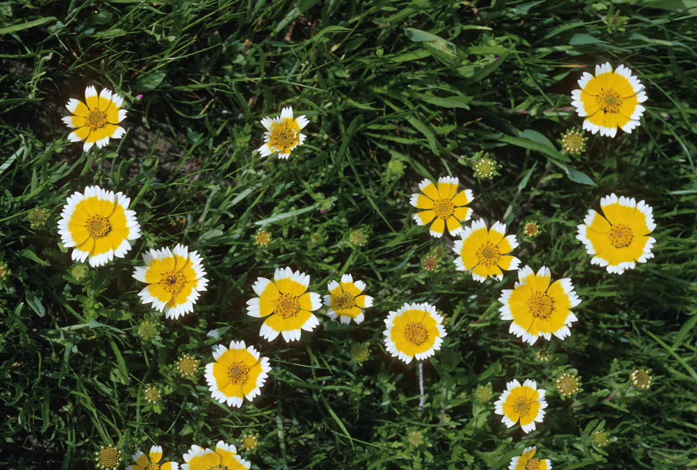 Malacothrix californica