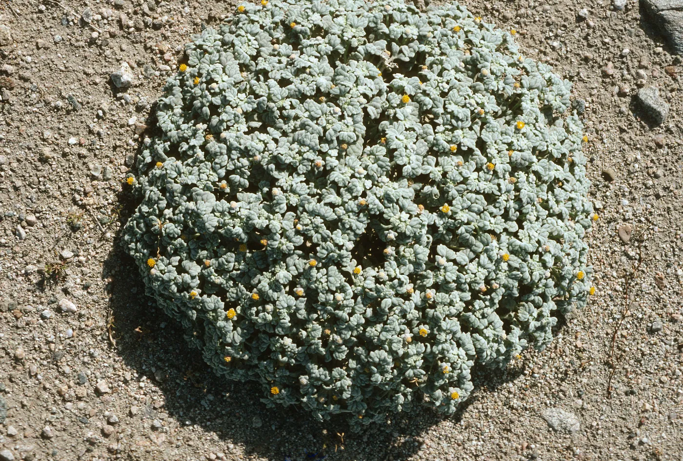 Psathyrotes ramosissima