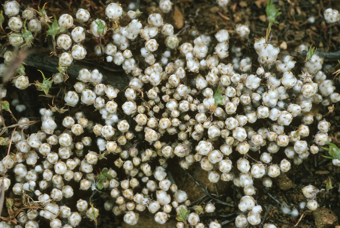 Psilocarphus tenellus