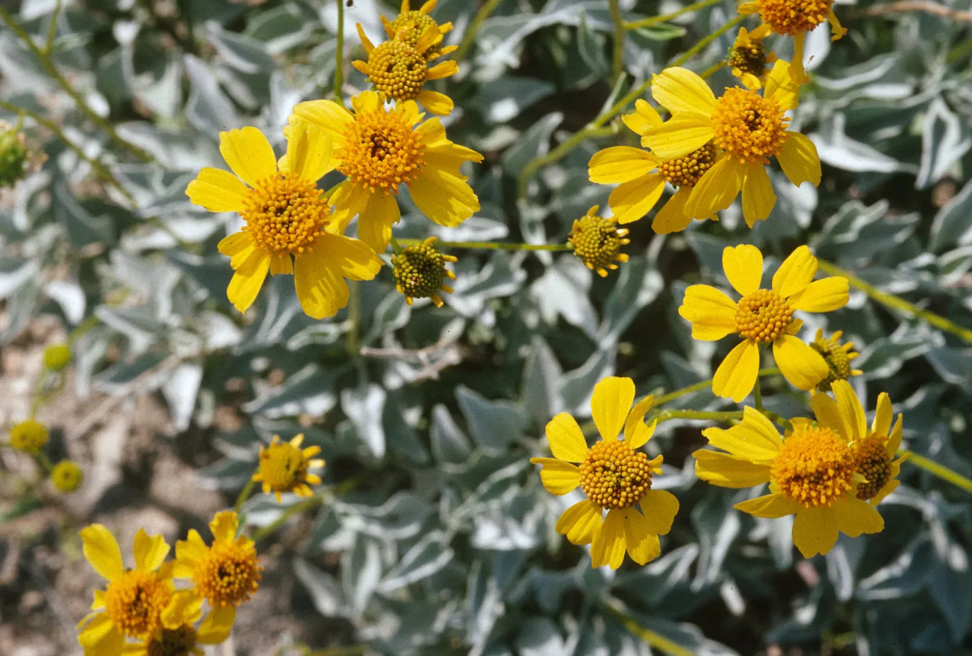 Encelia farinosa