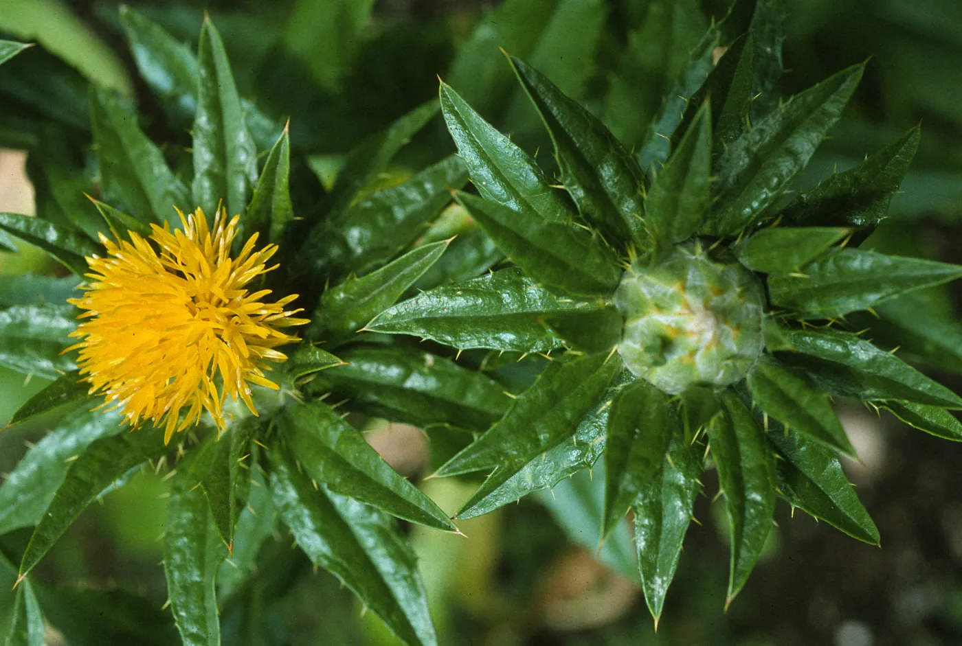 Carthamus tinctorius