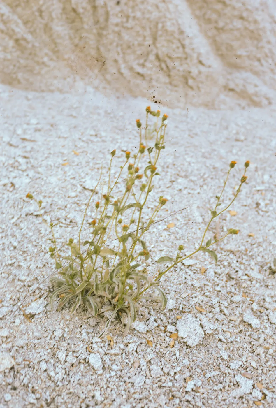 Hulsea vestita gabrielensis