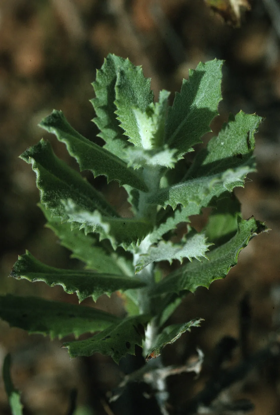 Hazardia squarros x cana