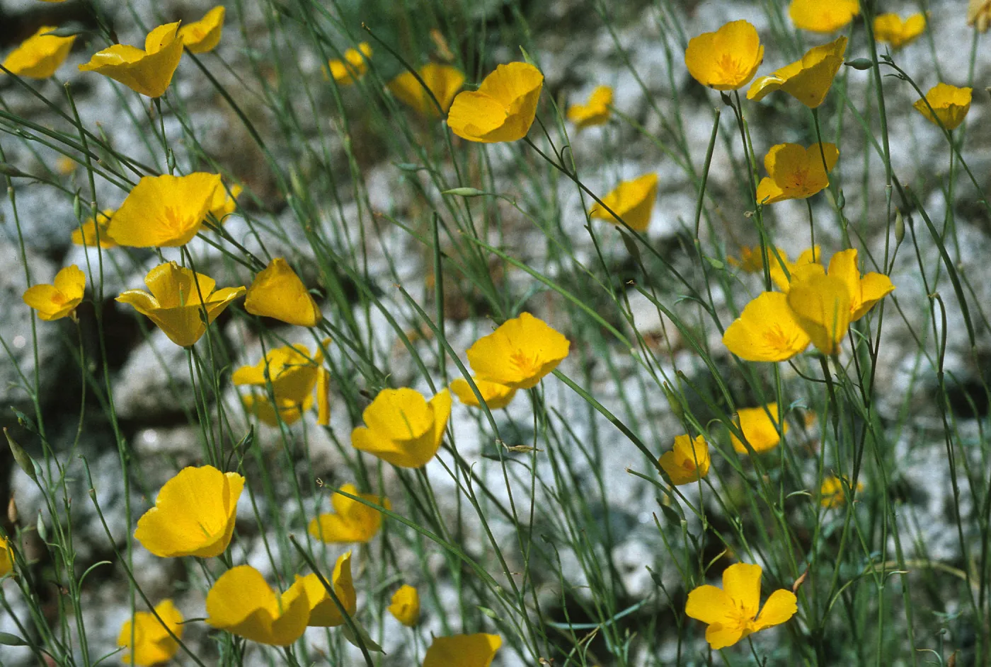 Eschscholzia parishii