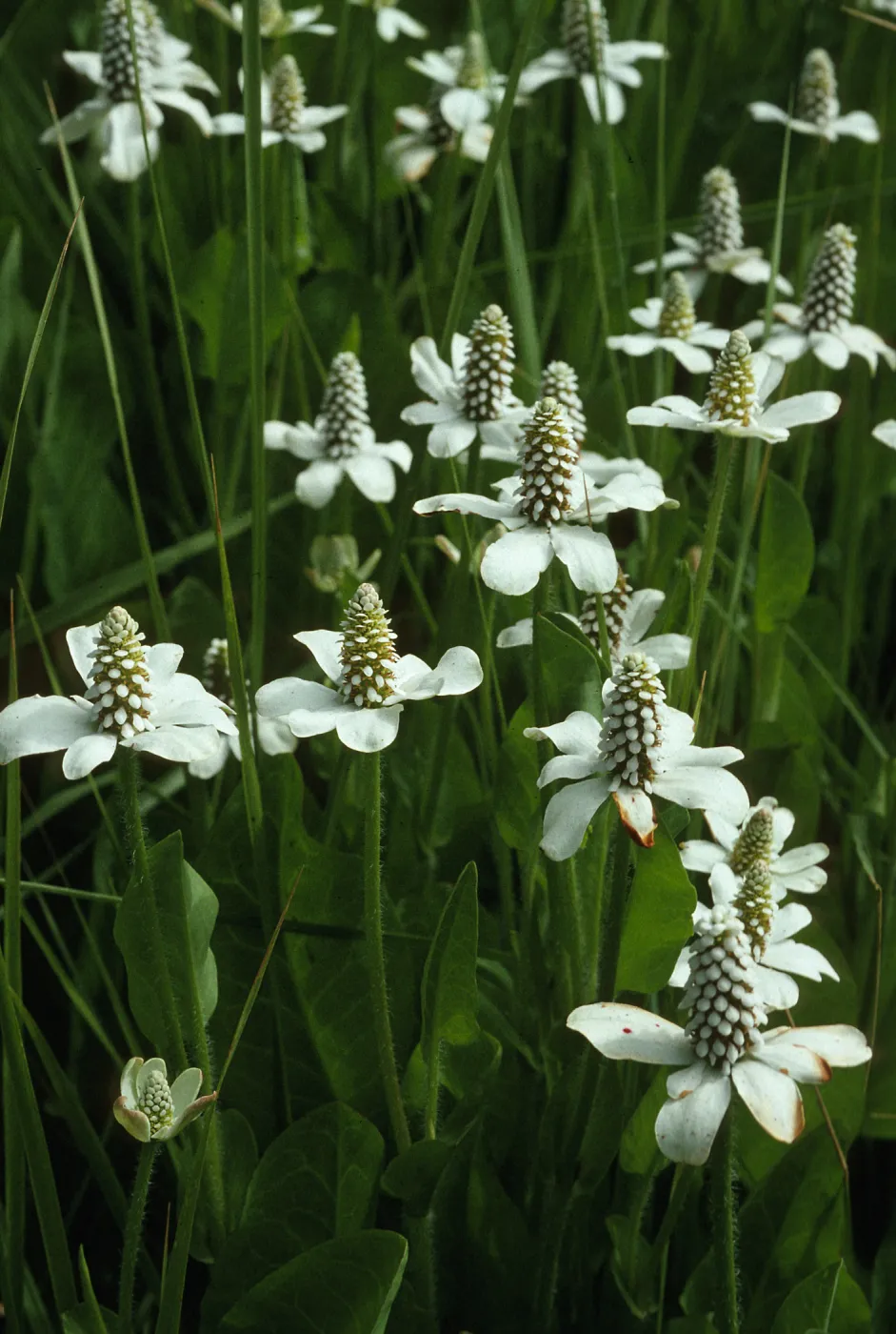 Anemopsis californica