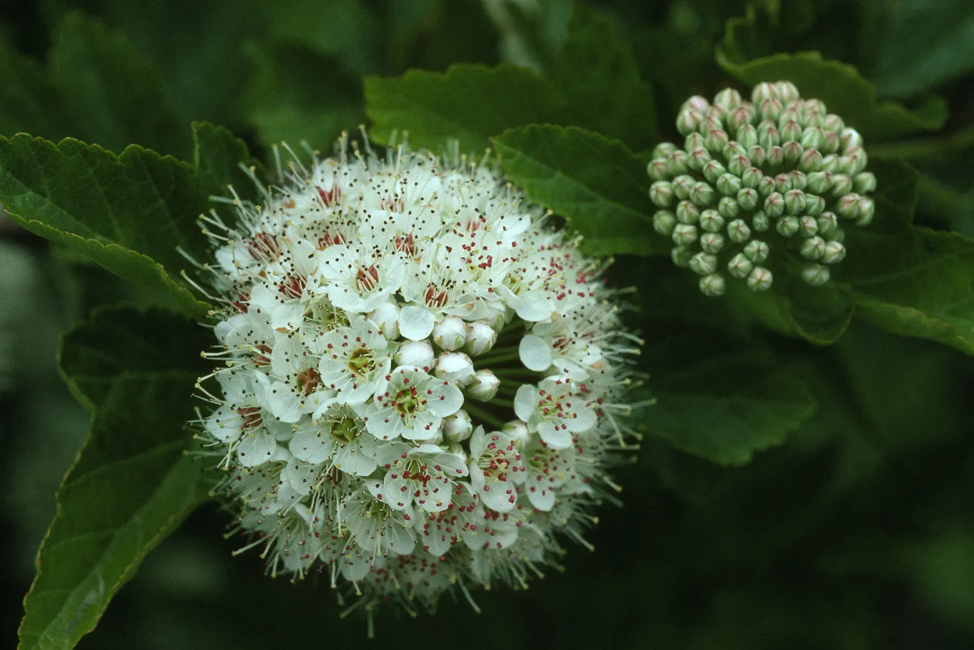 Physocarpus opulifolius