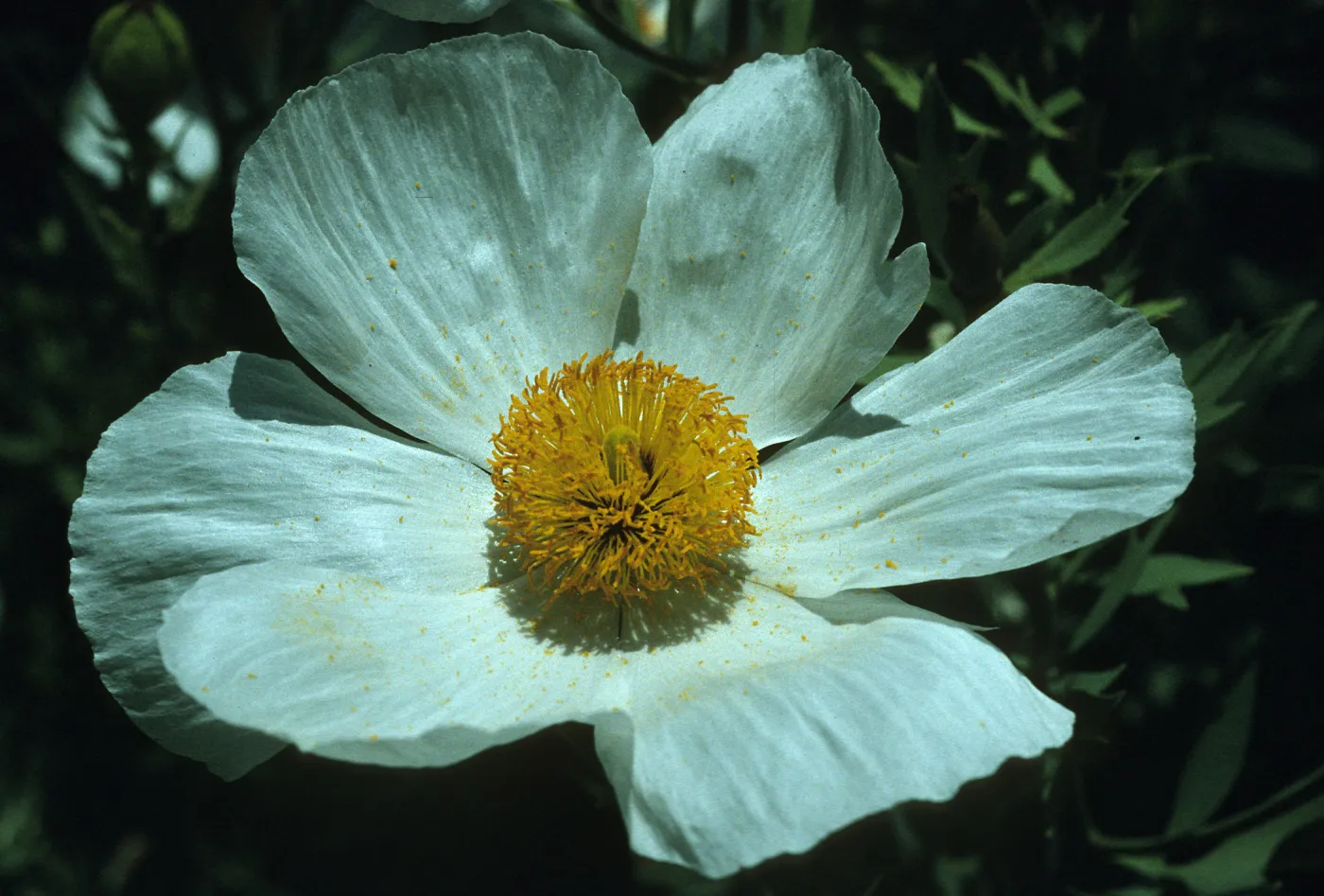 Romneya coulteri flower
