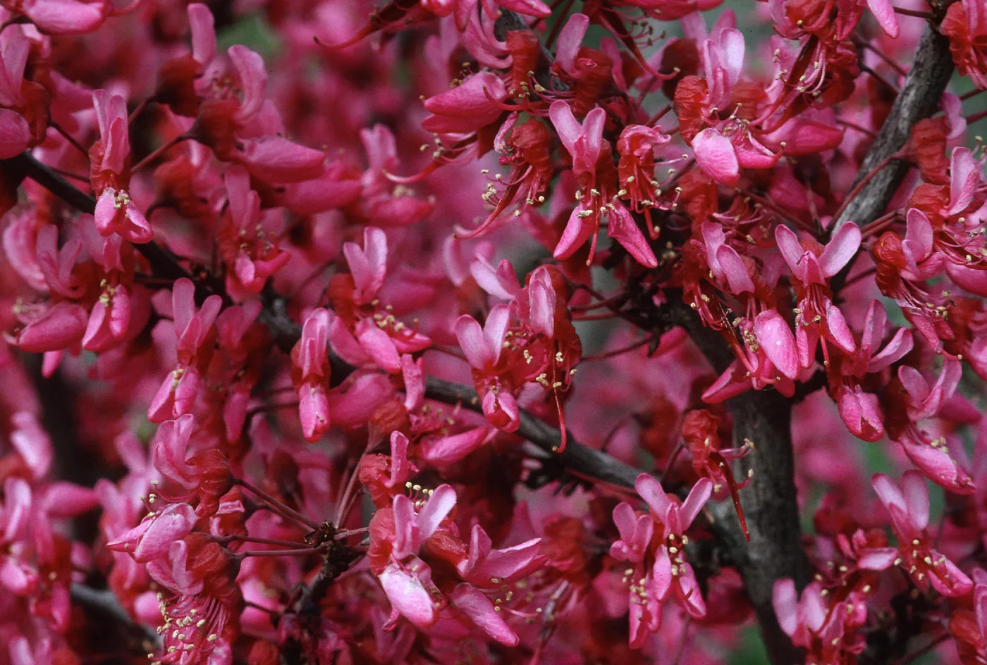 Cercis flowers