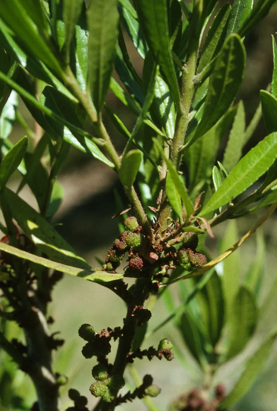Myrica californica