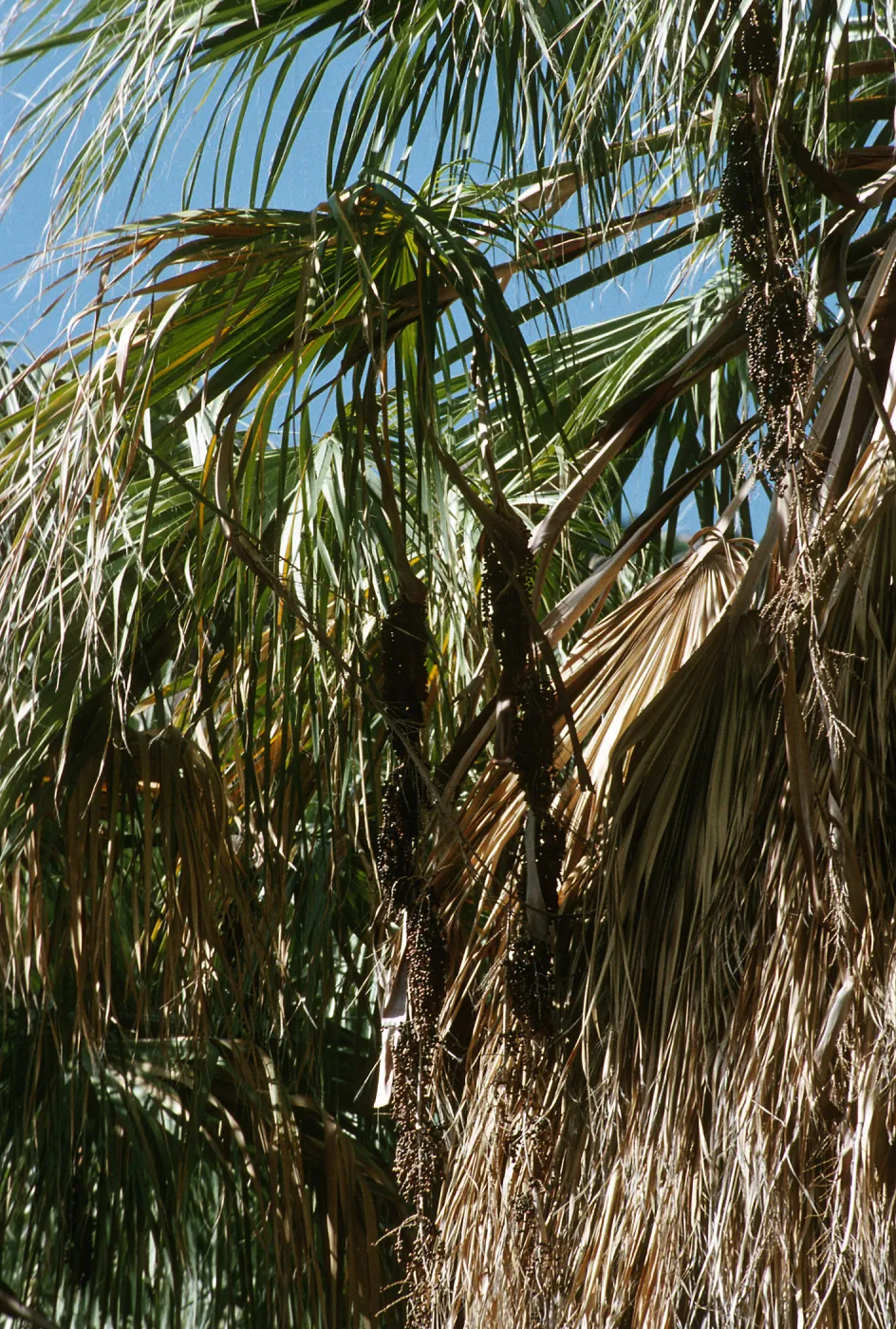 Washingtonia filifera
