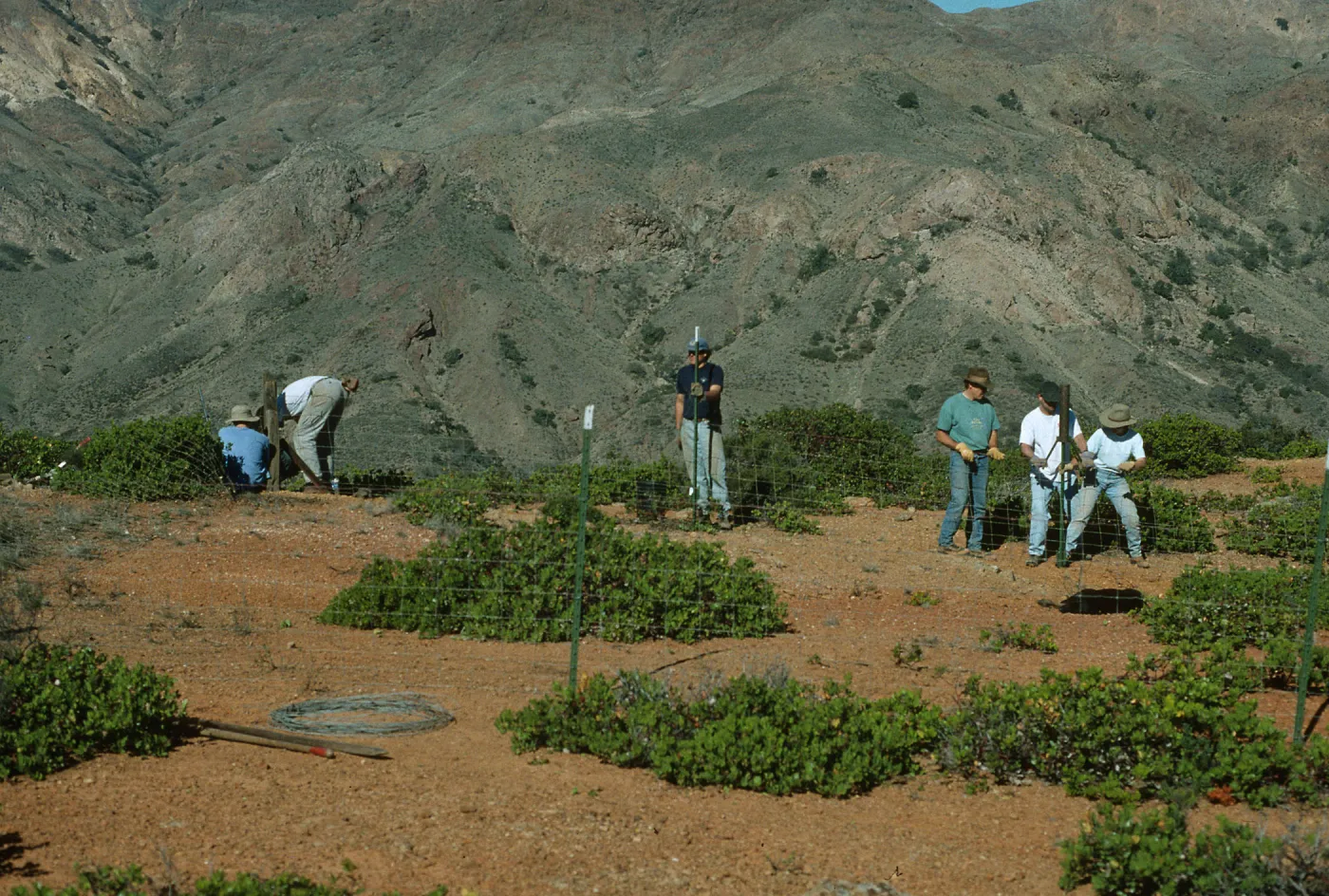 Crew building exclosure, Santa Cruz Island, SBBG rare plant conservation