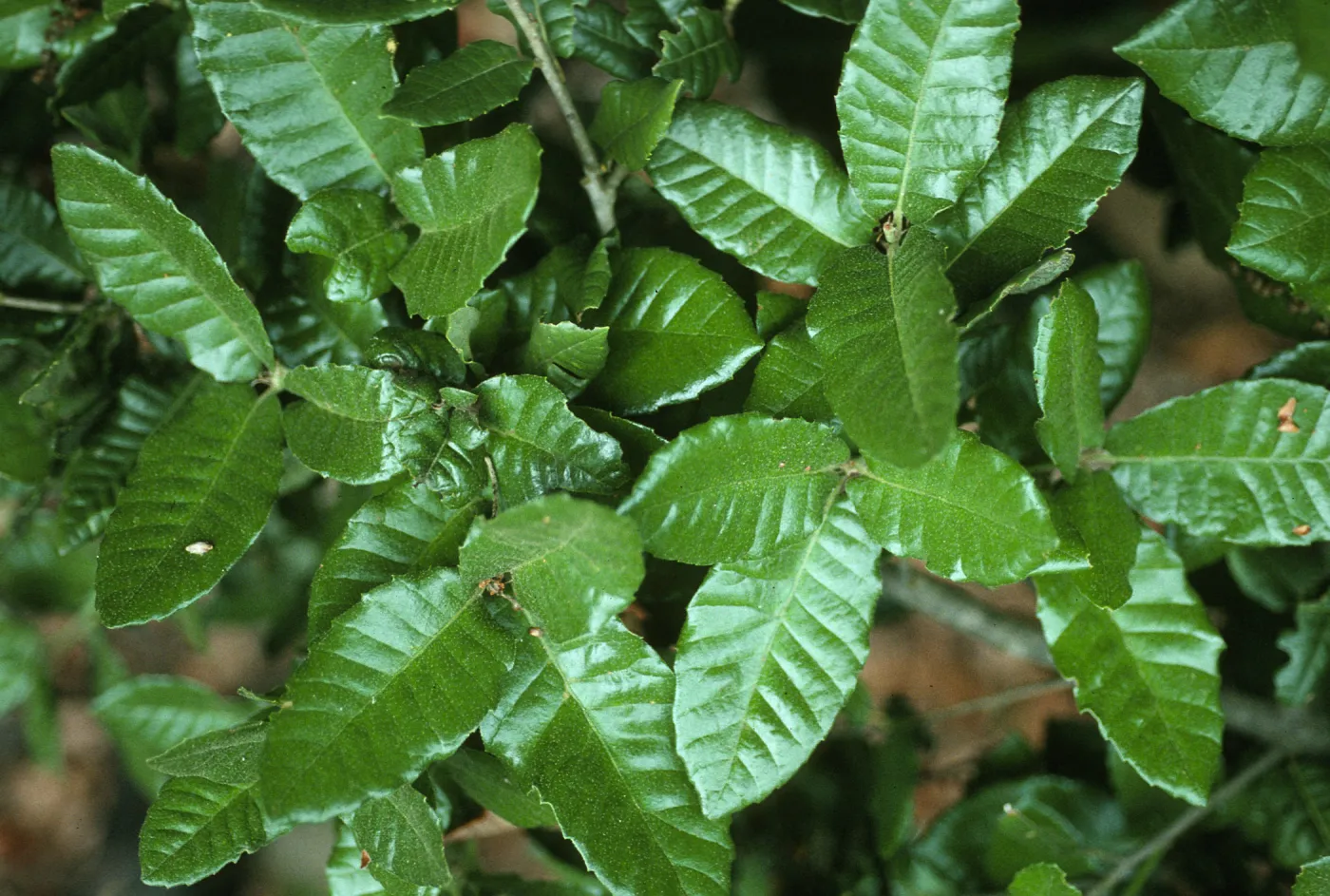 Quercus tomentella leaves