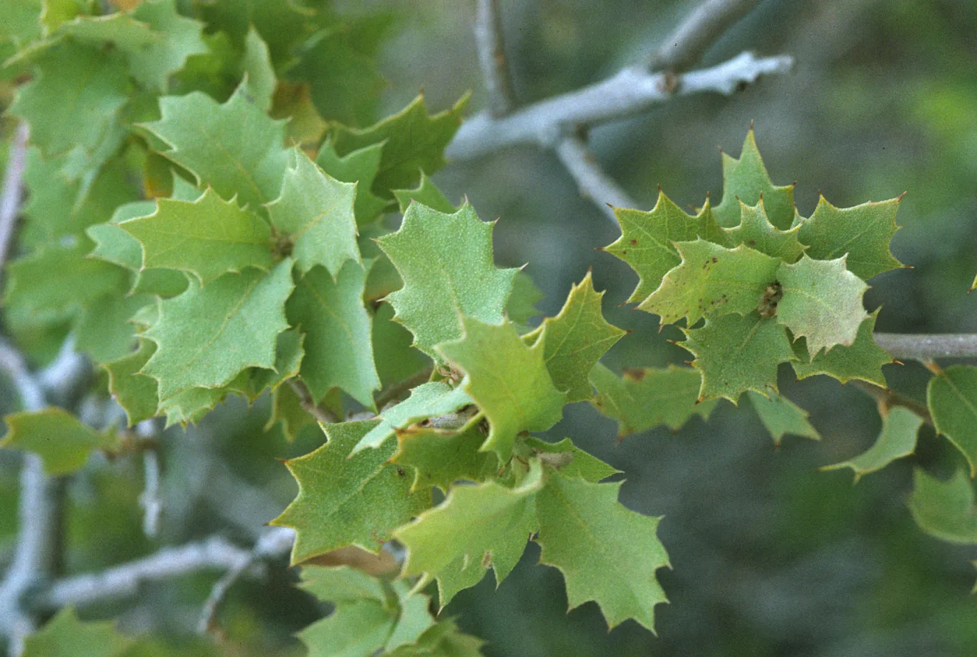 Quercus turbinella leaves