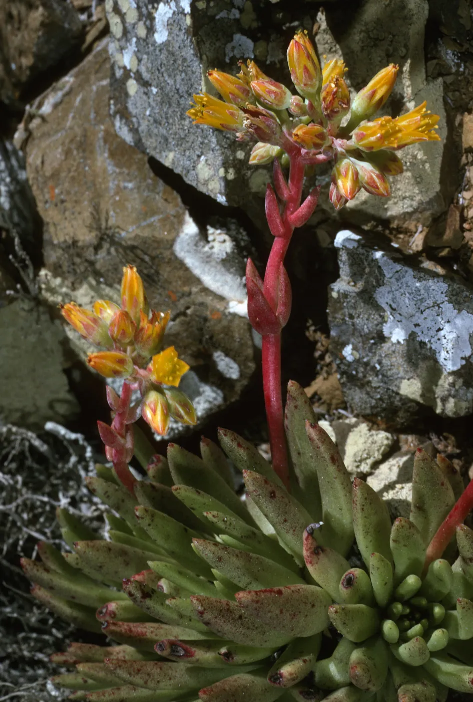 Dudleya linearis