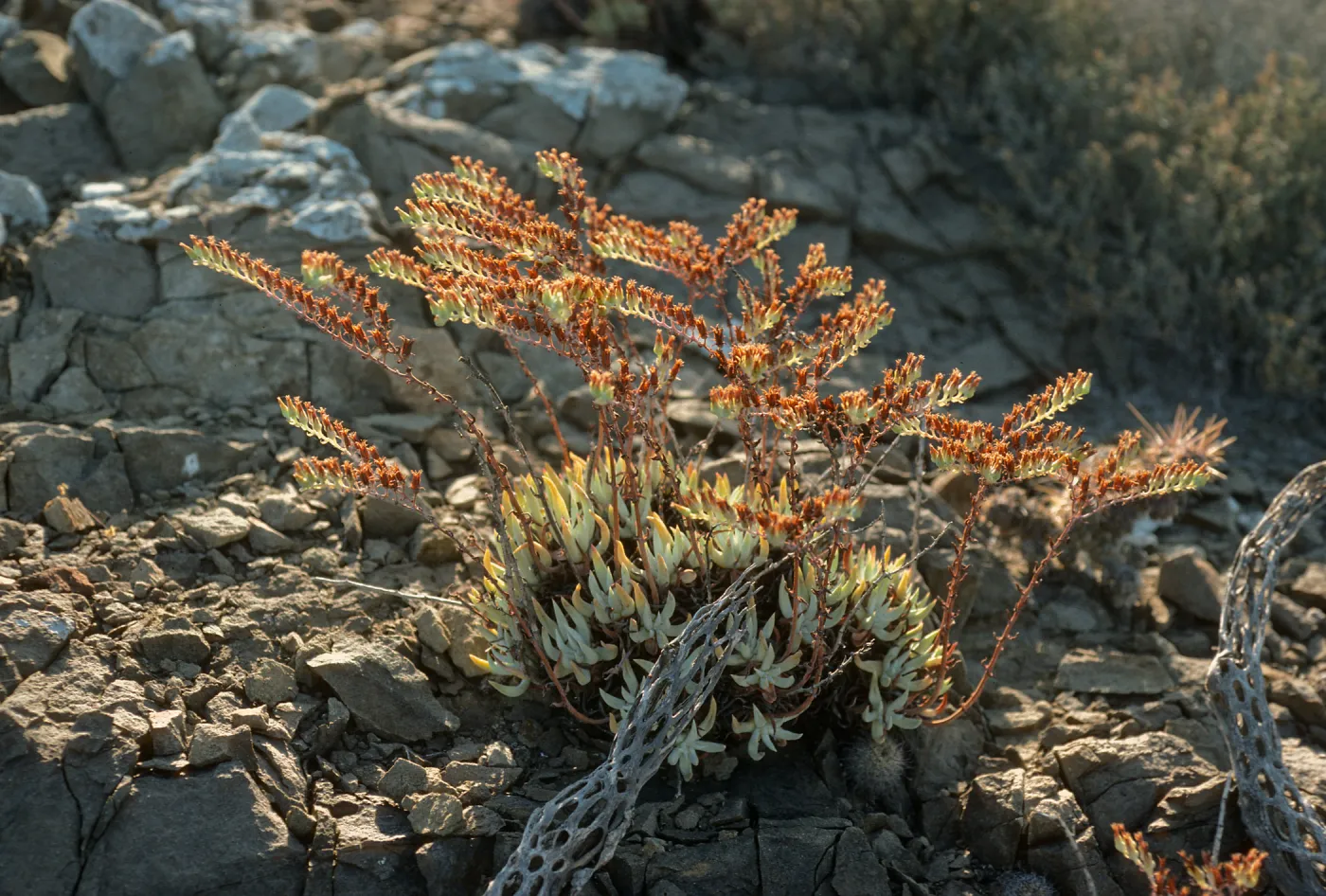 Dudleya albiflora, Natividad Isl.
