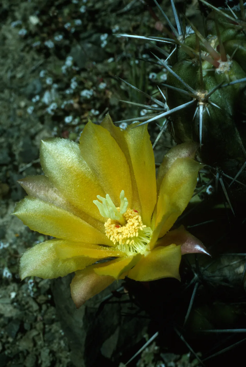 Echinocereus maritimus