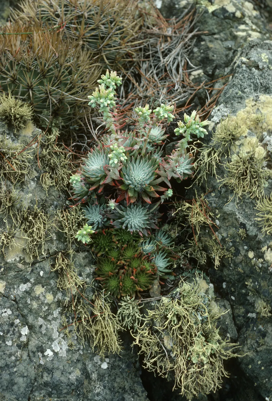 Dudleya cedroensis