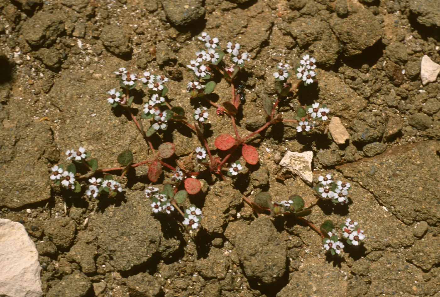 Euphoriba bartolomaei