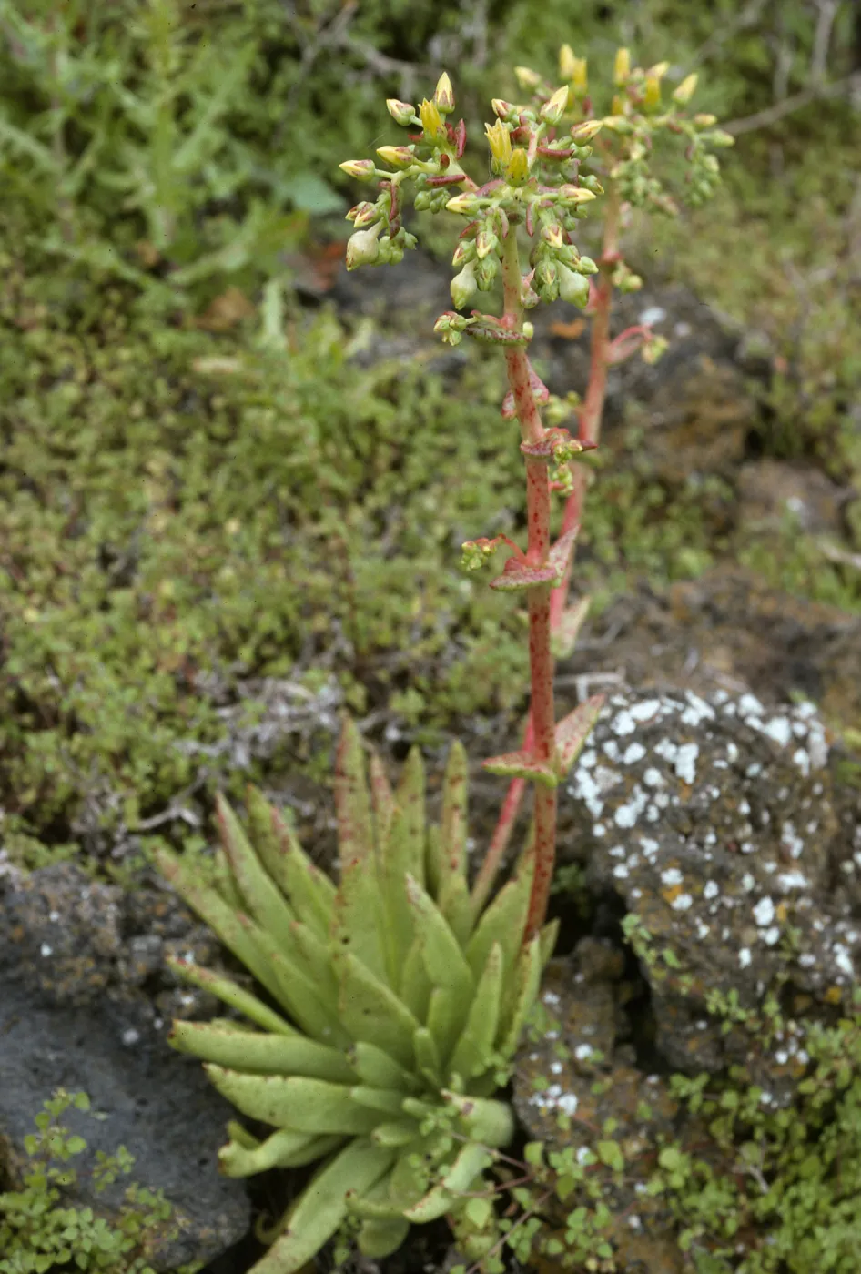 Dudleya cultrata
