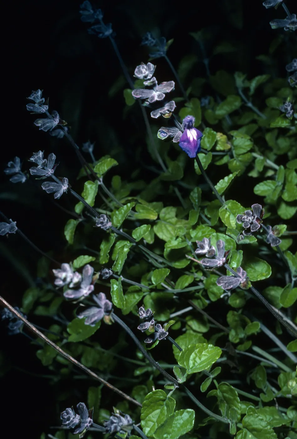 Salvia (Sage) edroensis