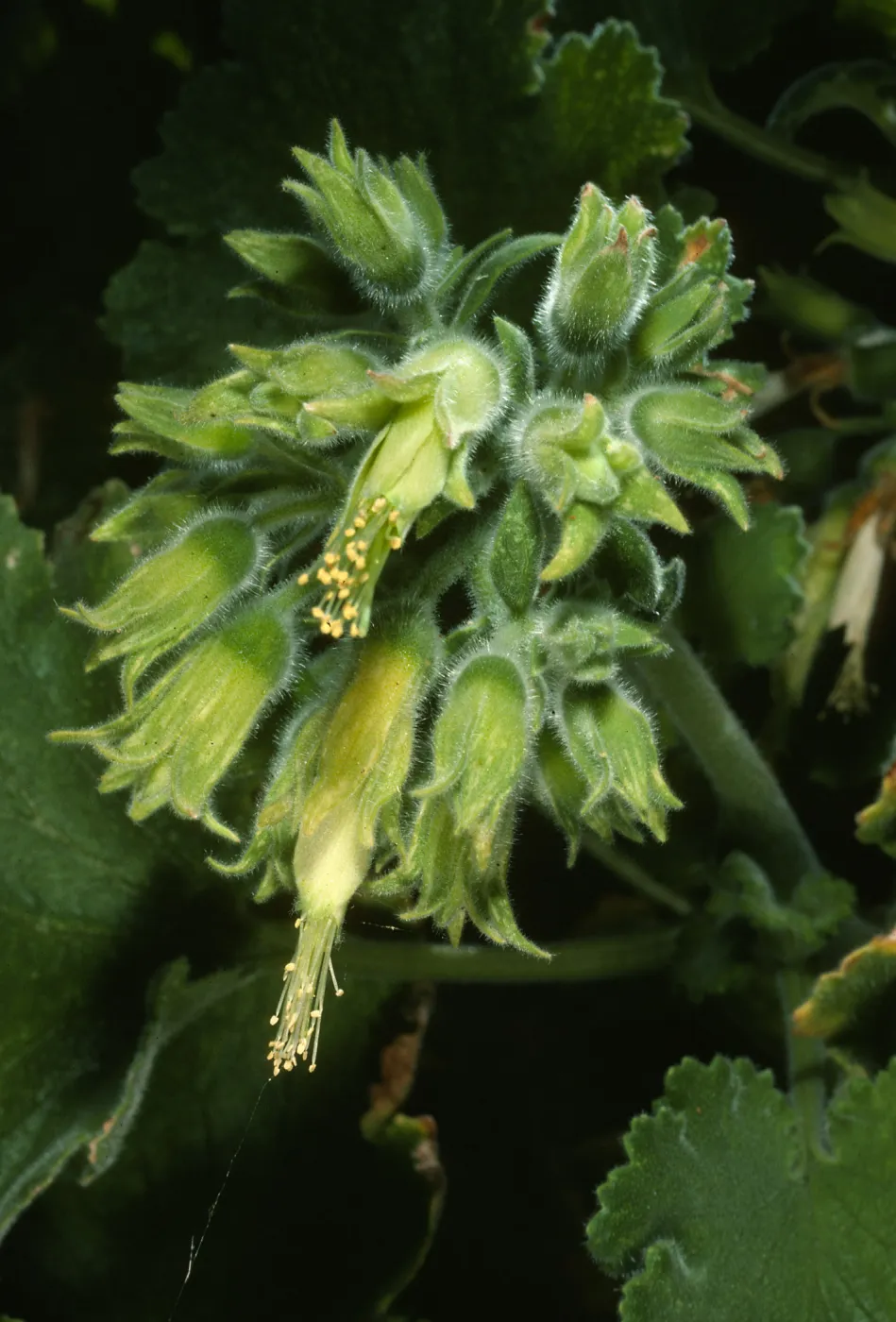 Eucnide cordata, Gran Canon, Cedros Isl.
