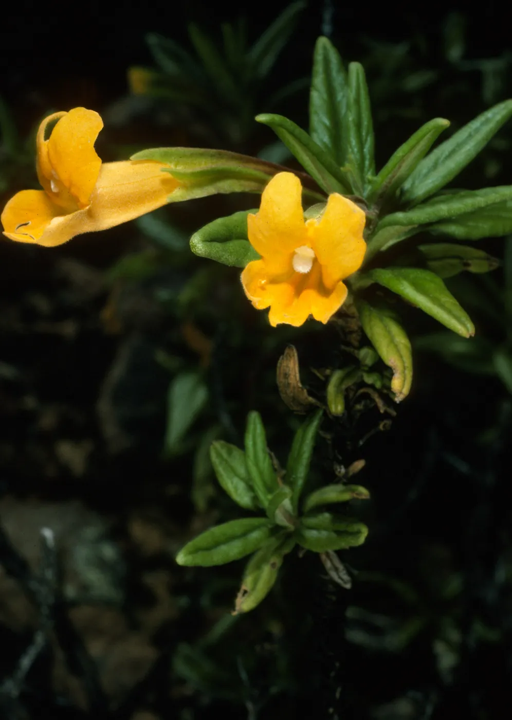 Mimulus stellatus