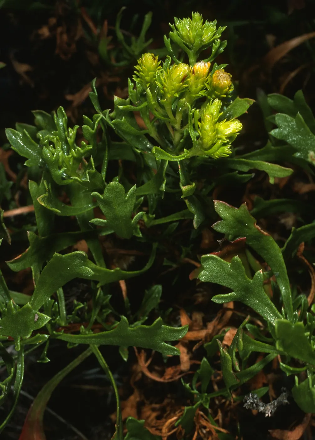 Haplopappus venetus tridentatus
