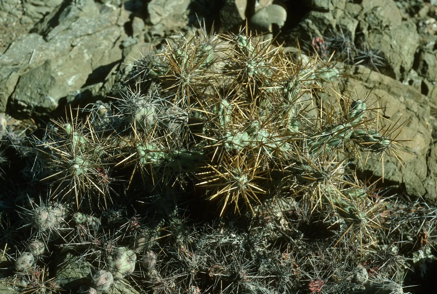 Opuntia netide (Prickly-pear), W. San Benito Isl.