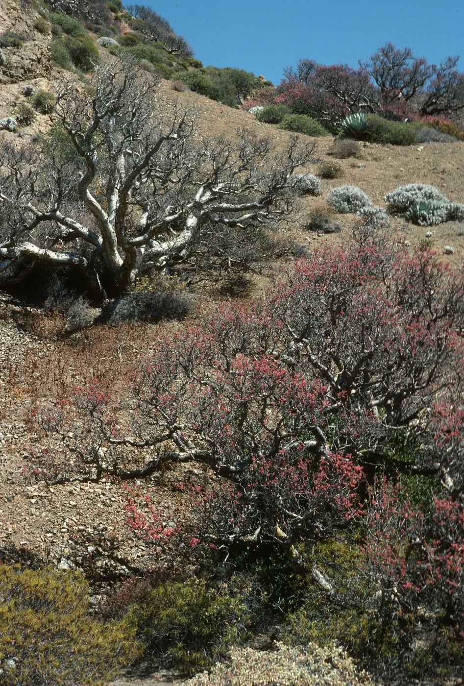 Pachycormus, Gran Canon, Cedros Isl.