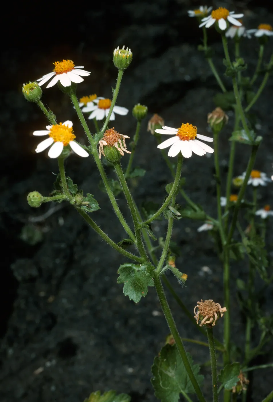 Amauria rotundifolia, San Martin Island, trail to crater