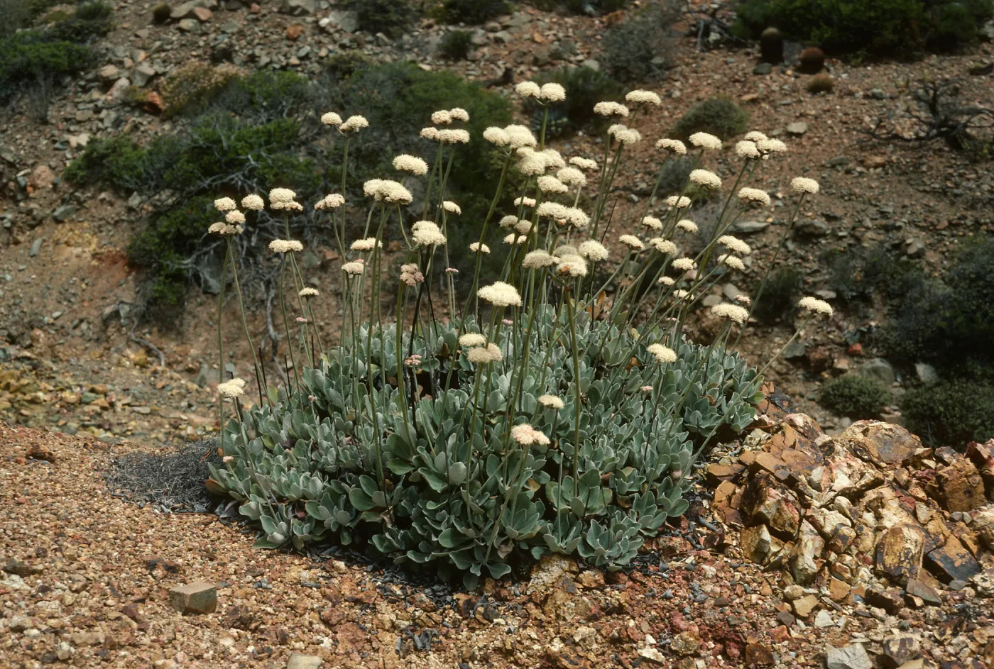 Eriogonum molle, Canon de la Mina, Cedros Isl.