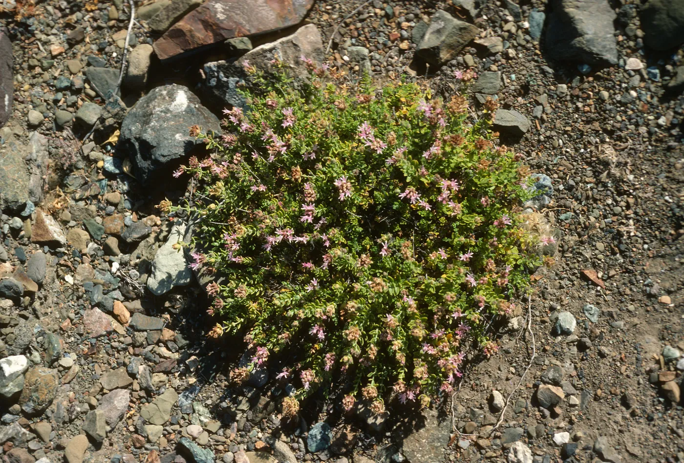 Monardella thymifolia, Gran Canon, Cedros Island