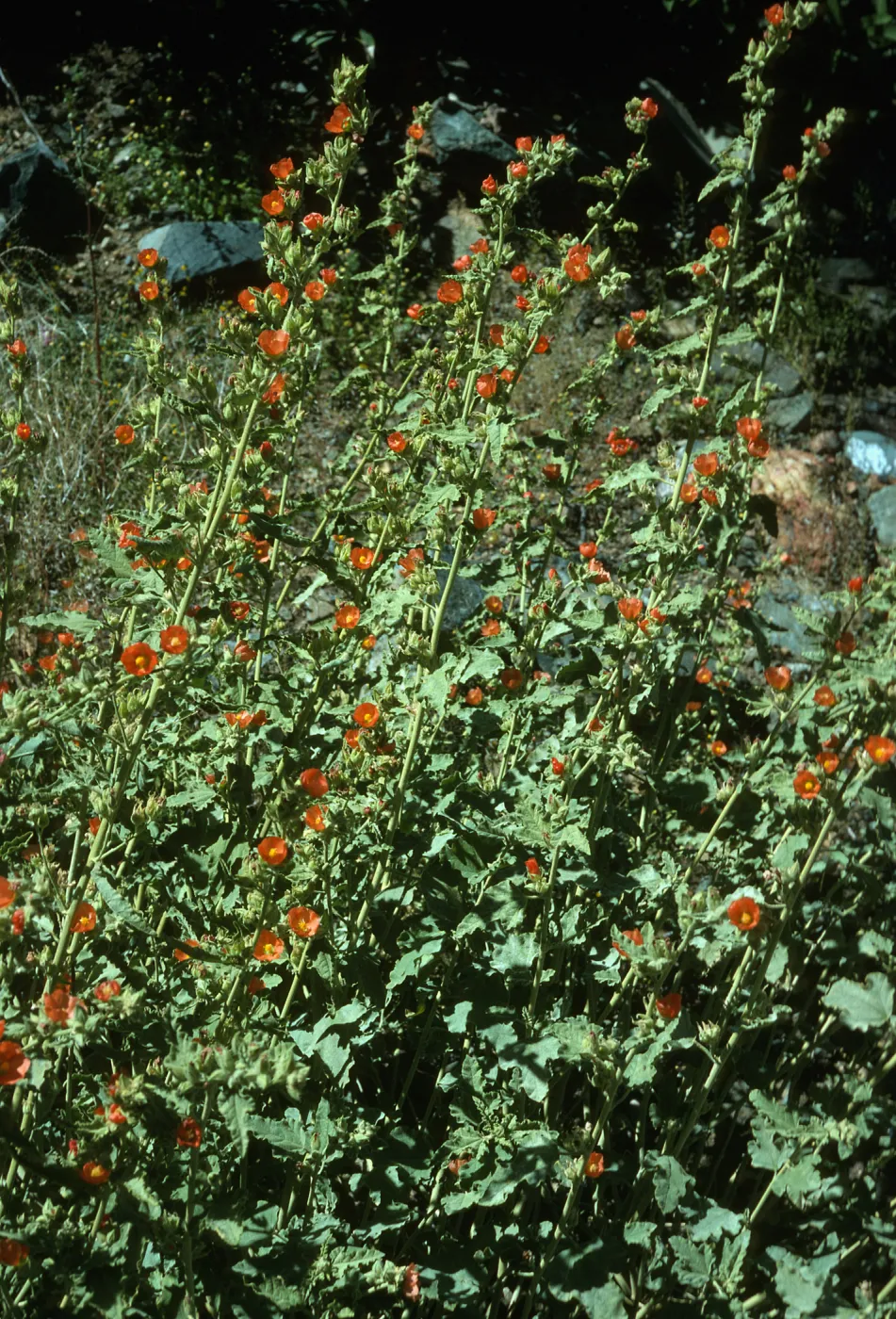 Sphaeralcea fulva, Canon de la Mina, Cedros Isl.