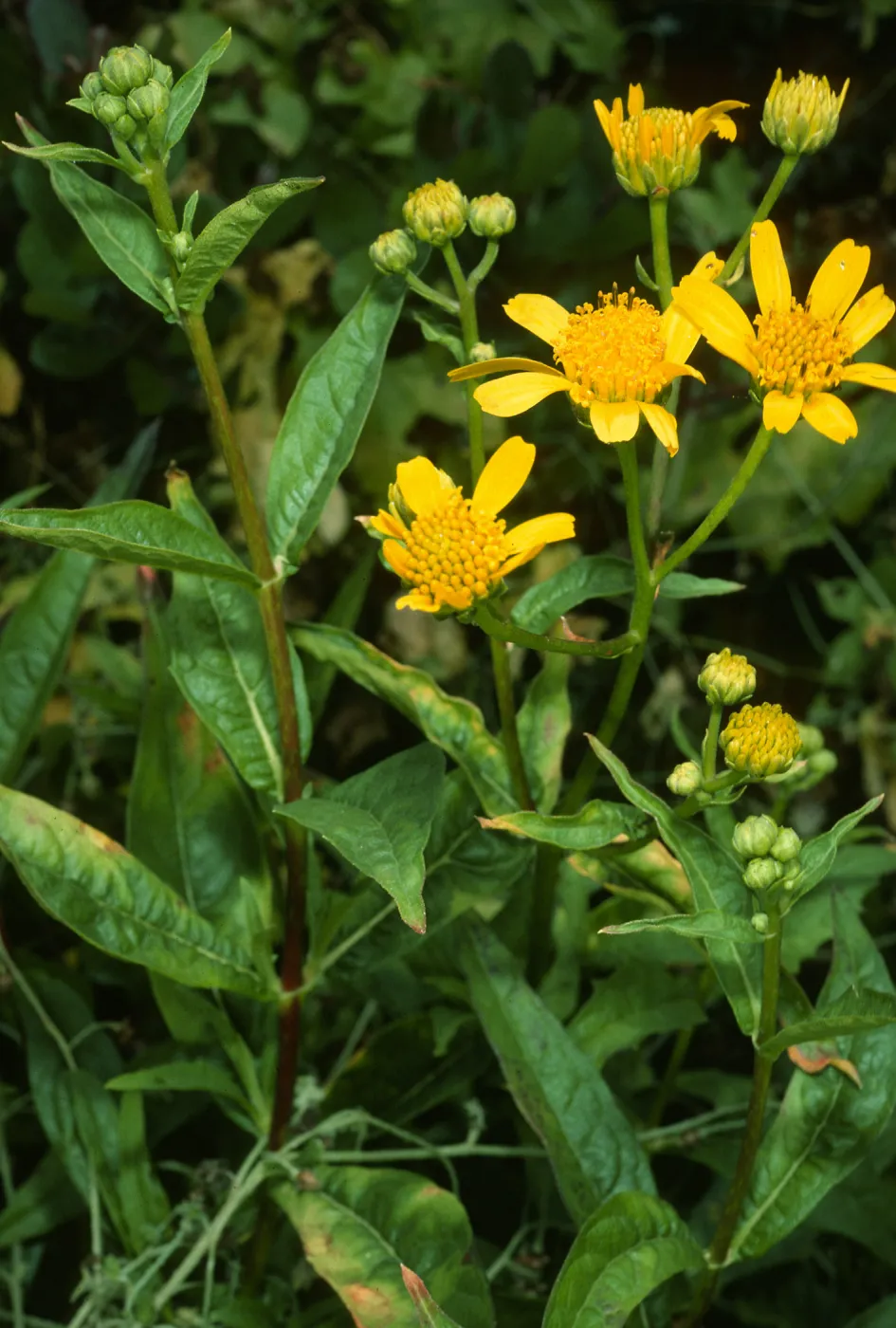 Verbesina hastata, Todos Santos Islands