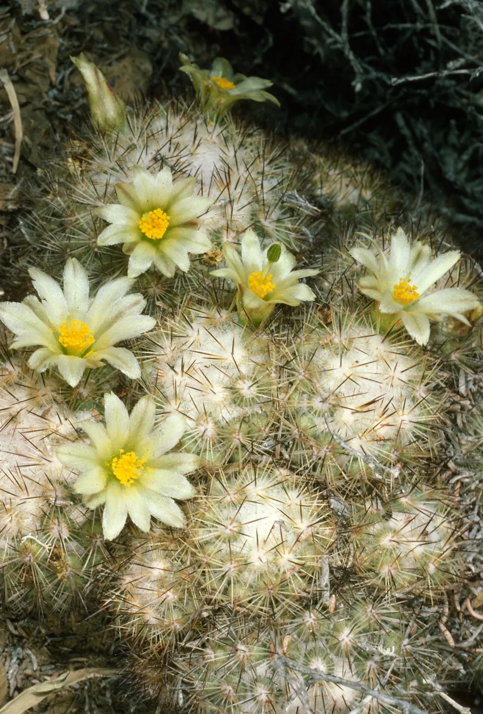 Mammallaria neopalmeri, W. San Benito Isl.