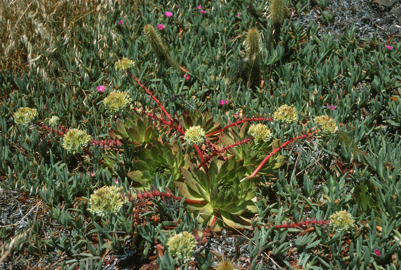 Dudleya (liveforevers), Todos Santos Islands