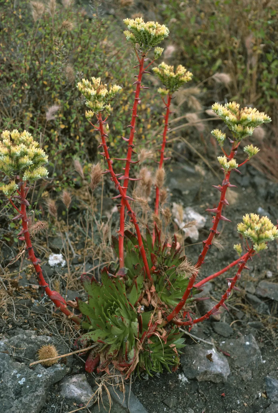 Dudleya (liveforevers), Todos Santos Islands