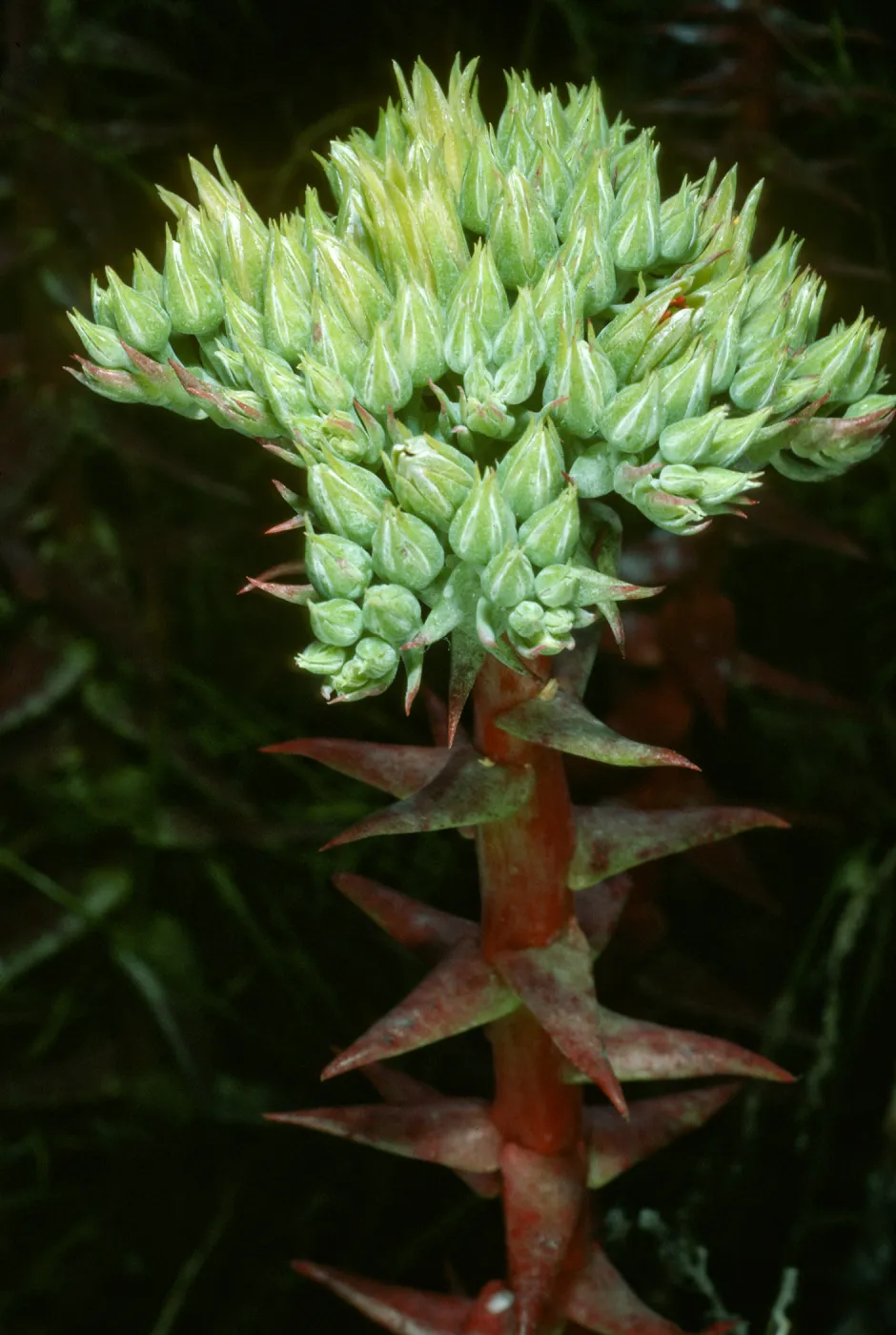 Dudleya (liveforevers), Todos Santos Islands