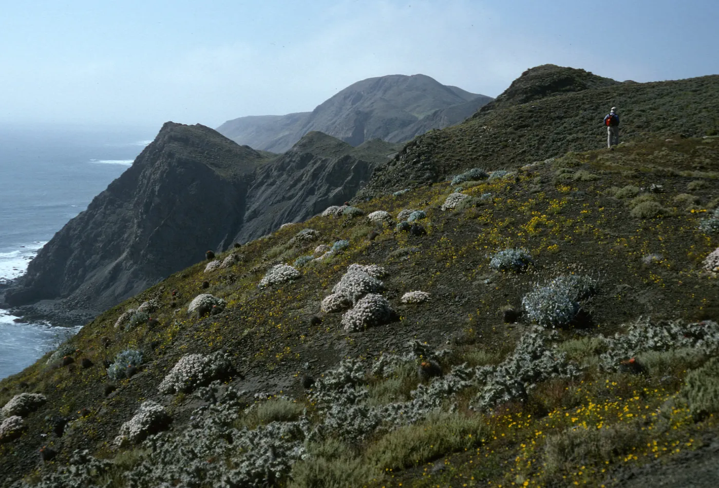 Viguiera lanata, Eriogonum pondii, Coreocarpus,Natividad Island