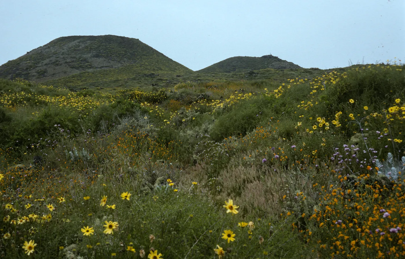 Encelia amsinemia, trail to crater, San Martin Isl.